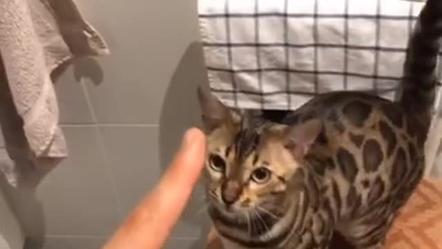 Teach your cat to sit and stay