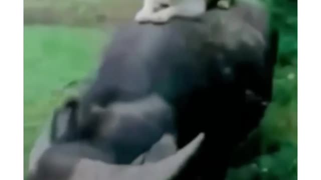 Dog and Buffalo business😱