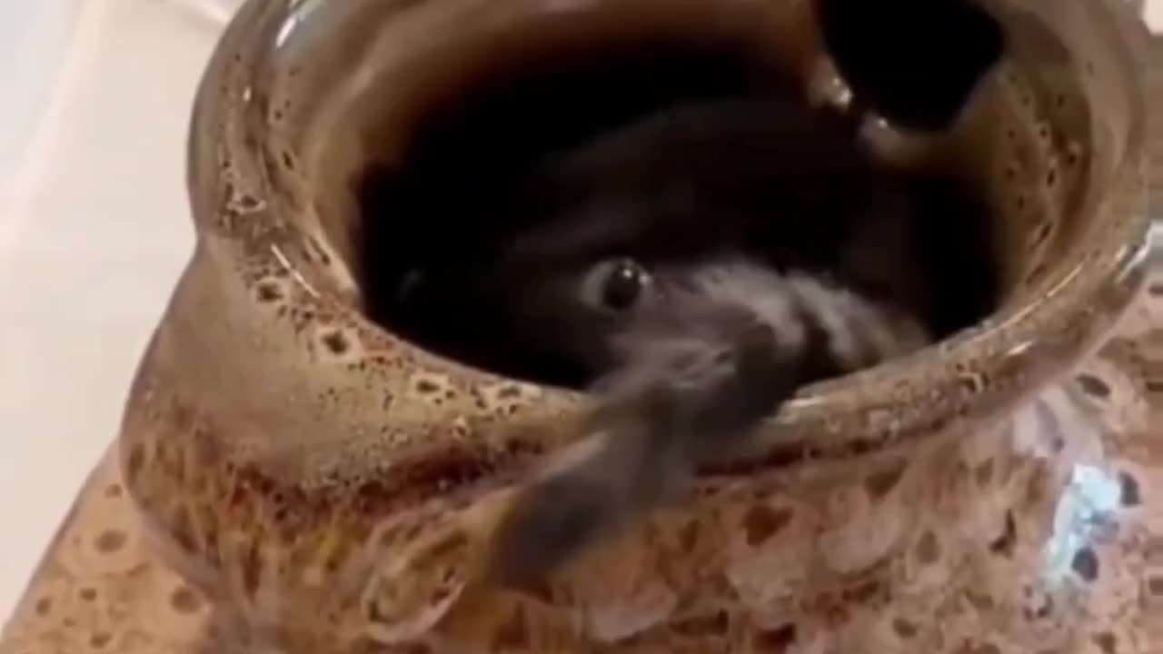 Fanny cat videos