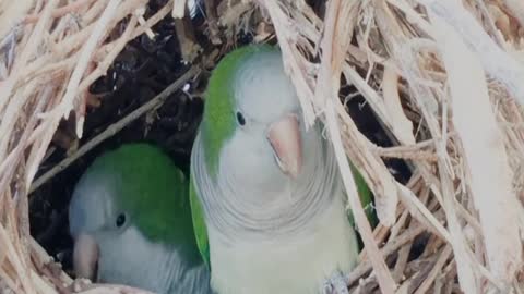 Parrot | Nature of the World