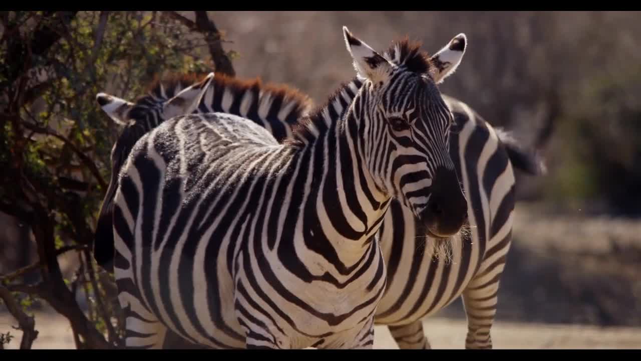 Amazing Animals you will see when travelling to South Africa