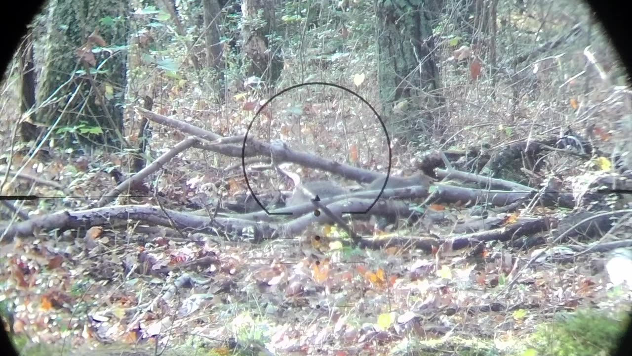 Squirrel hunt with a crossbow