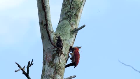 Woodpecker inside a tree