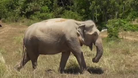 A Biggest Elephant Walk in The Jungle 🥰