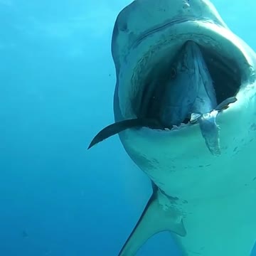 shark showing a fish in its mouth