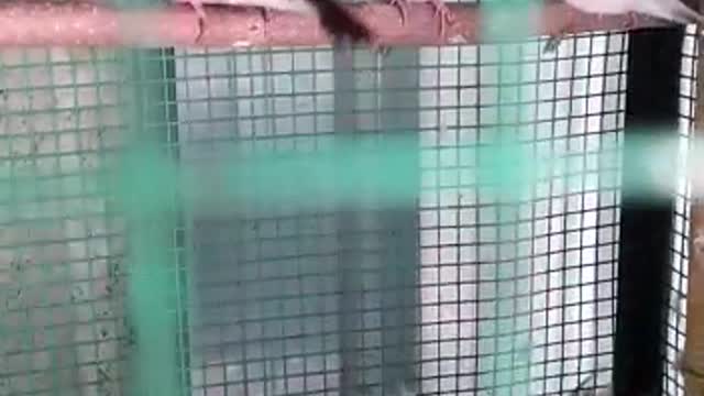 Java birds