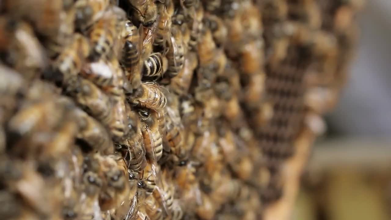 Honey bee macro footage of bee hive and honey production beekeeper