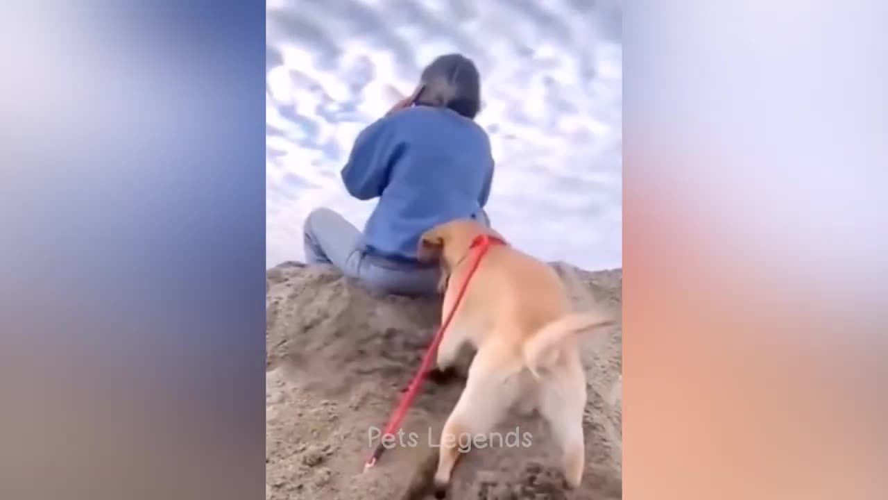 Động vật hài hước nhất 2023 😂 Video 😻🐶 về chó và mèo vui nhộn