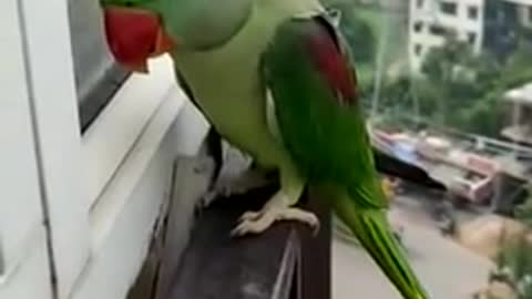 Parrot talking cache on camera