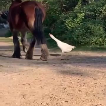 play with the stone horse