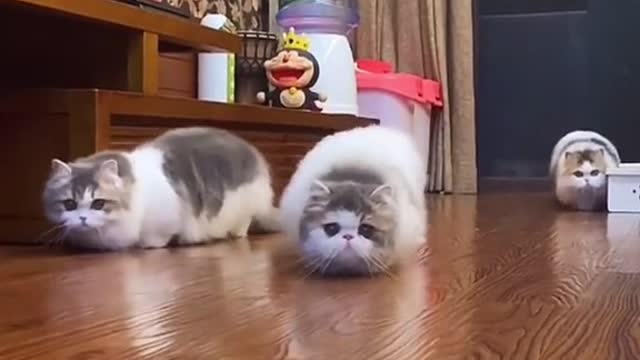 A cute little cat walks as a step.
