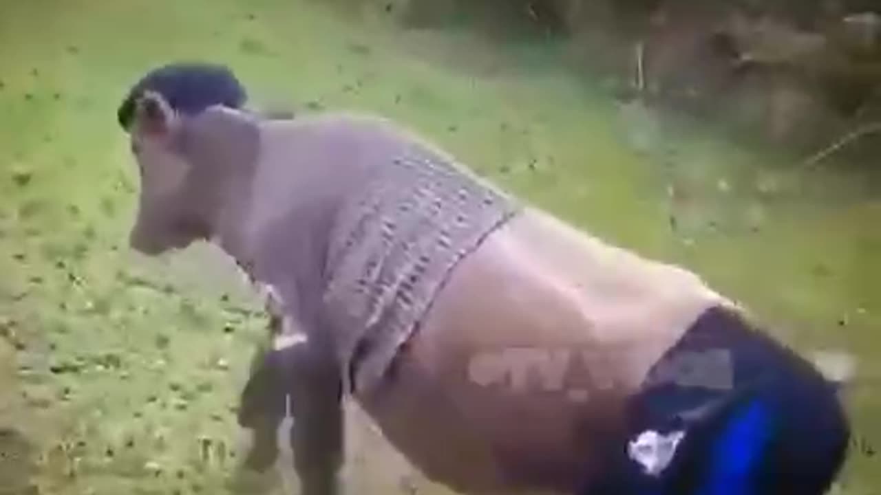 TRY NOT TO LAUGH 😆 Best Funny Videos Compilation 😂😁😆