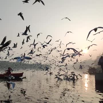 Incredible! So many birds!