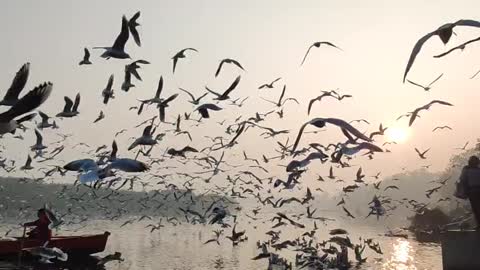 Incredible! So many birds!