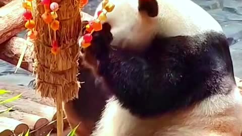 The lovely giant panda
