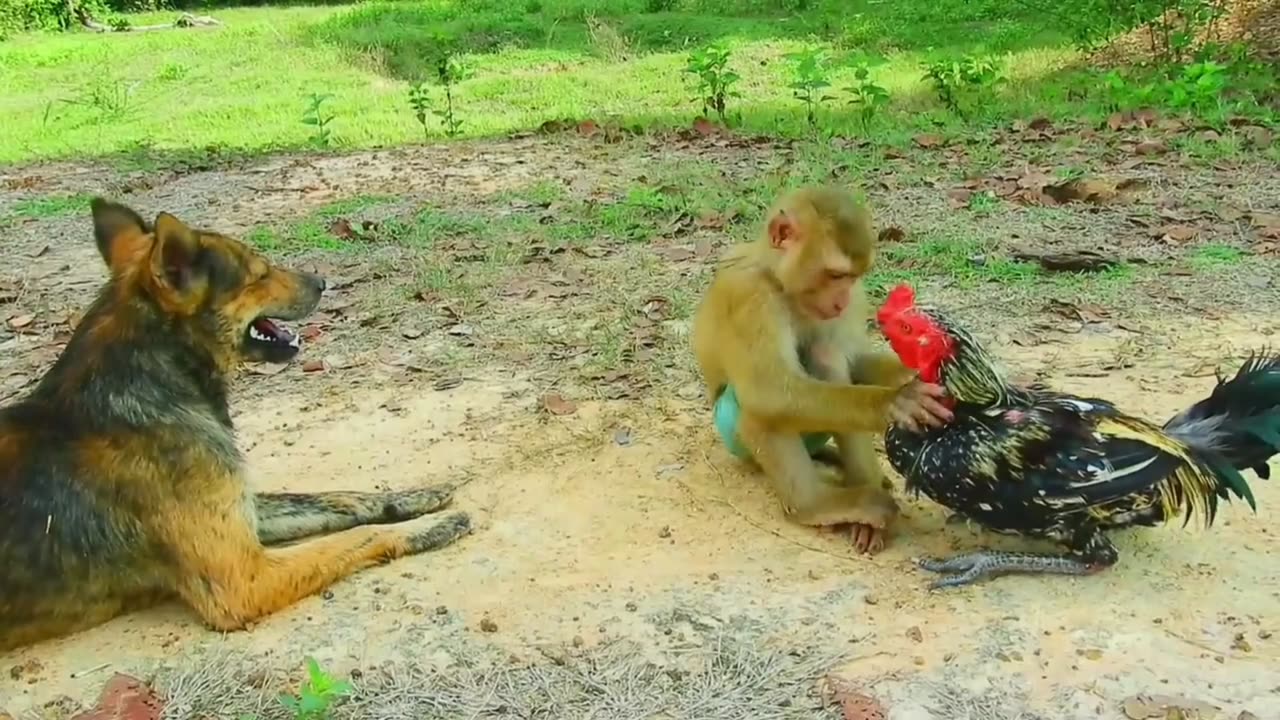 Monkey's Curiosity: Playful Hen and Watchful Dog