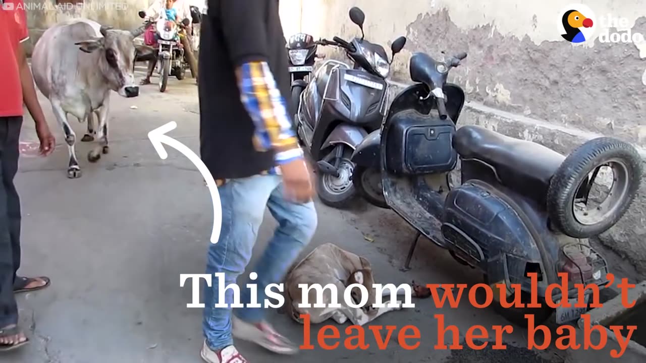 Loyal Mother Cow Won't Leave Her Sick Baby's Side
