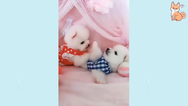 cute puppy dog couple Mini Pomeranian | Funny and Cute Pomeranian Video