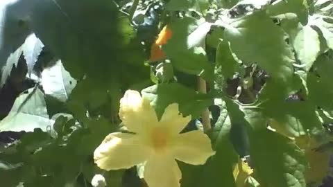 Beautiful flower of the Momordica melon on a sunny day, the fruit is almost ripe [Nature & Animals]