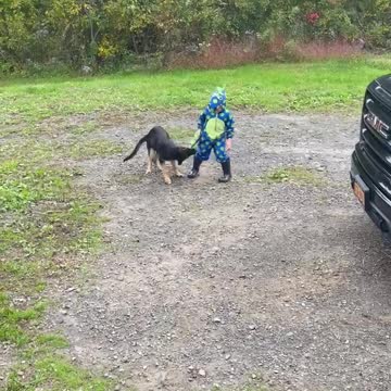 Puppy pulls boy by his tail.