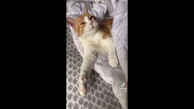 BEST CAT MEMES COMPILATION OF 2020 - 2021 PART 54 (FUNNY CATS)2021