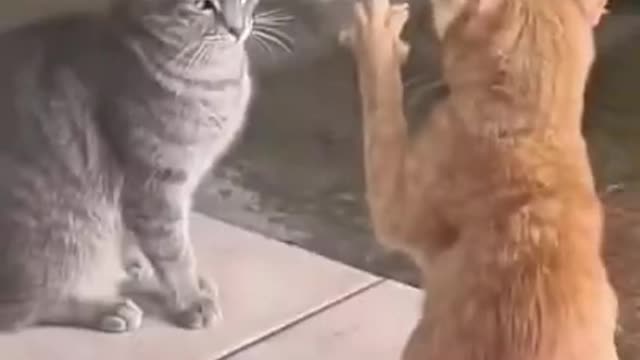 What in the cat magic is going on here? FUNNY CATS