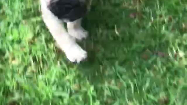 Seasonbulls - Sold boy puppy for sale
