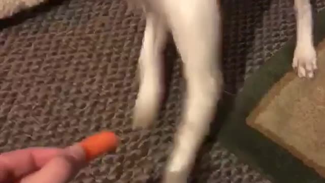 Brown and white dog is scared of carrot