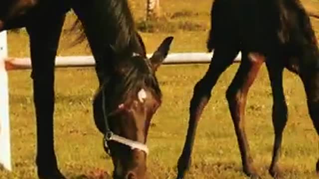 Horse and baby