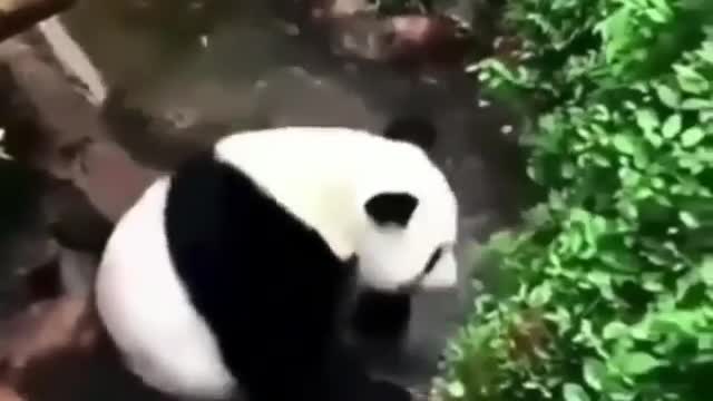 PANDA BEAR IS CAUGHT PLAYING IN THE WATER AS A BABY