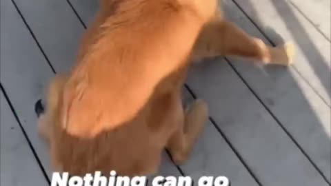 Funny animal videos I found on Instagram 95