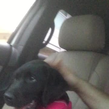 Puppy waiting on momma (sunshine)