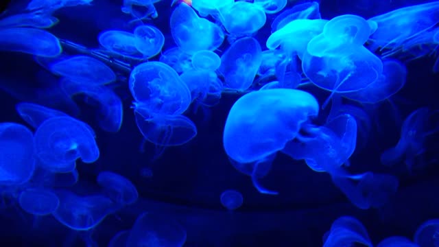 Video of the most beautiful fish