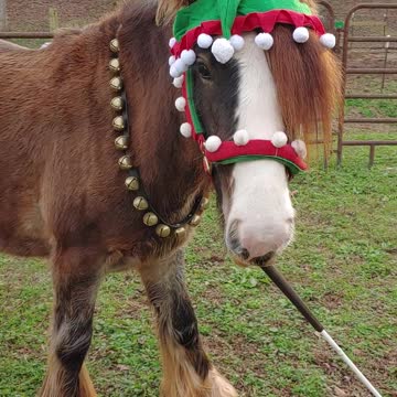 Gypsy Colt Quiggly Playing in the Round Pen