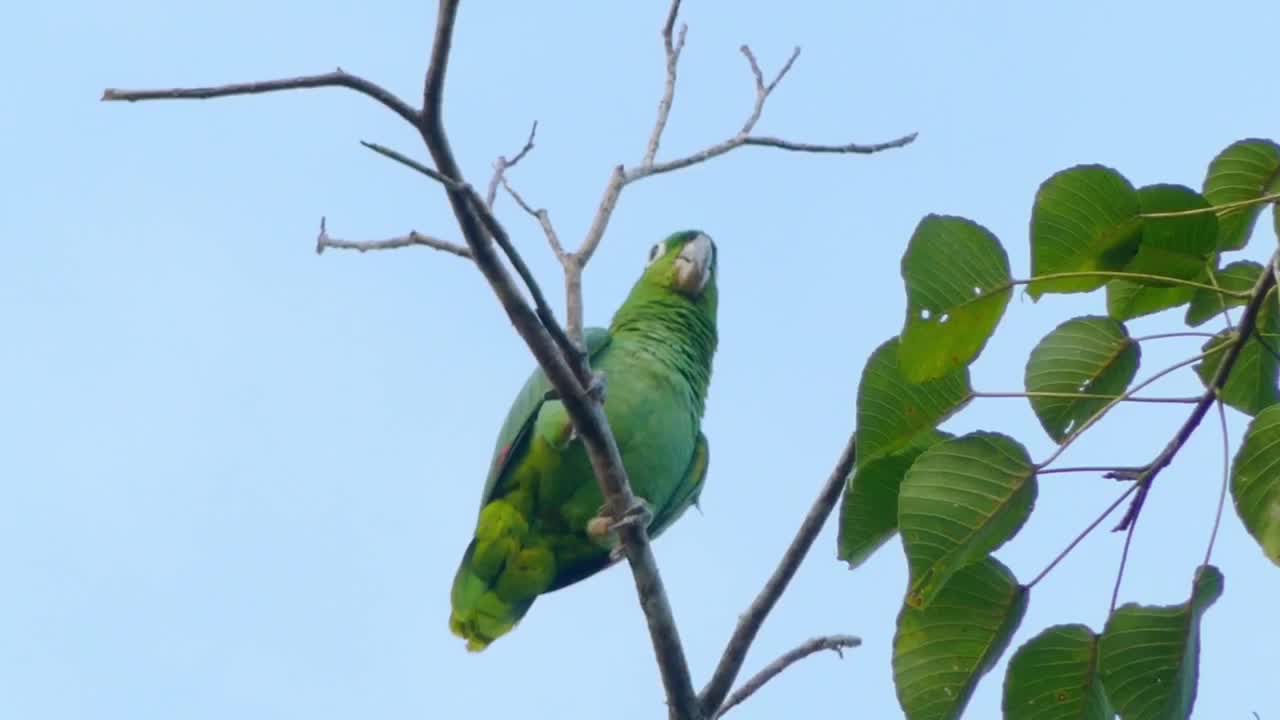 Adorable green birds..🦜🦜🦜