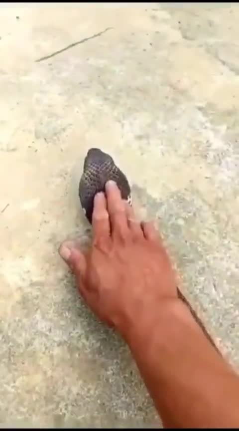 I'm Trying To Touch Snake