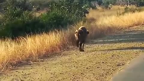 Lion Vs wild dog