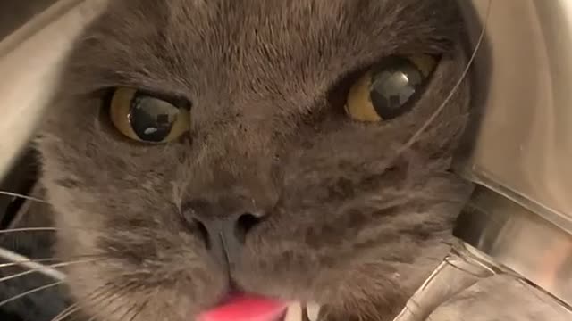 Cat Struggles to Drink from Sink