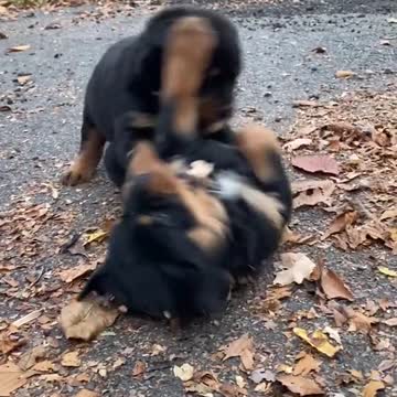 CUTE BABY ROTTY PLAY WRESTLING WITH SIBLING