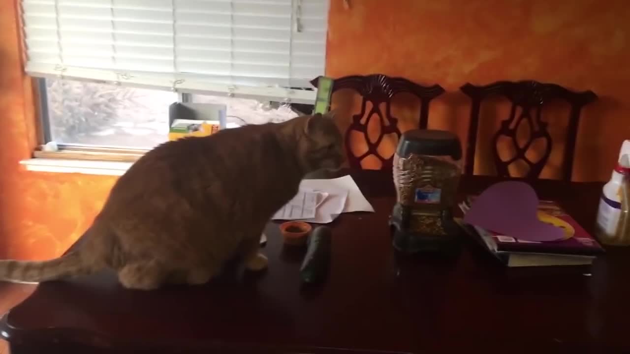 Funny React of Cat vs Cucumber Will Make You Laugh Hard -- Top Cat Video