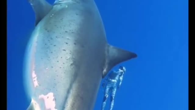 MEGALODON CAUGHT ON CAMERA #shorts