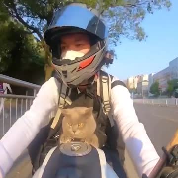 With the cat on the motorcycle