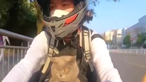With the cat on the motorcycle