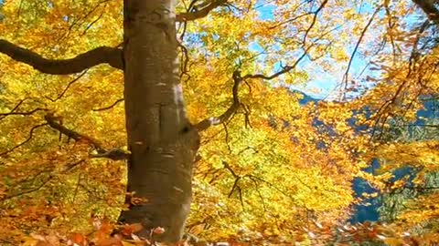 Autumn in the forest