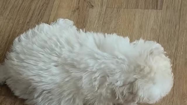 Cloud like puppy