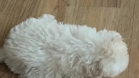 Cloud like puppy