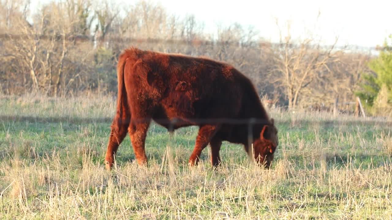 Cows In Field Eating Grass Focus Pull Barbed Wire Fence Slider Shot