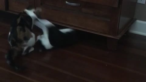 Black white cat surprises other cat under cabinet