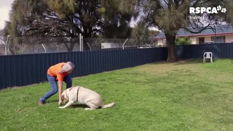 DOG TRAINING lesson