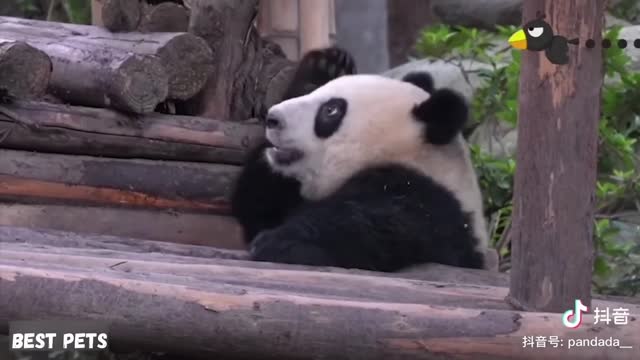 Aww Funny And Cute Panda Compilation Best Pets Video 2021